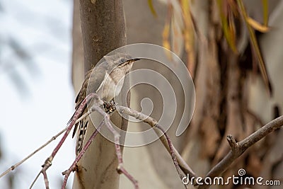Horsfield`s Bronze Cuckoo in Australia Stock Photo