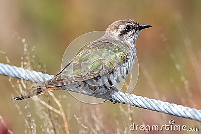 Horsfield`s Bronze Cuckoo in Australia Stock Photo