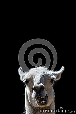 Dumb Animal. Goofy Llama head popping up. Funny meme image Stock Photo
