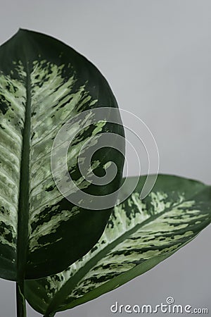 Detail of two Dumb Cane leafs Stock Photo