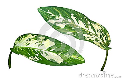 Dumb Cane Dieffenbachia green tropical plant leaves isolated on white background, clipping path Stock Photo