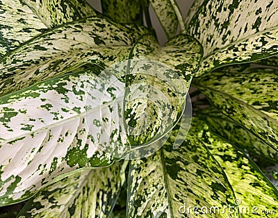Dumbcane , Dieffenbachia seguine. dumb cane or leopard lily. Green leaves, tropical foliage. Ornamental plant. Houseplant, Stock Photo
