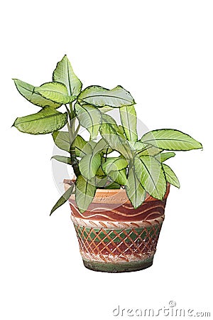 Dumbcane plant or Dieffenbachia maculata Tropic Marianne in pot isolated on white background. Stock Photo