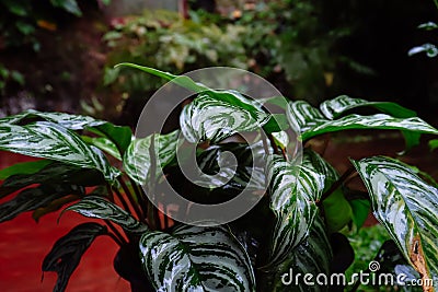 Dumbcane plant is a genus of tropical flowering plants in the family Aglonem Stock Photo