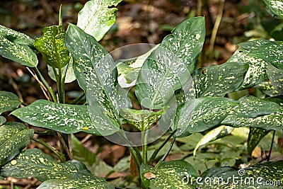 Dumbcane plants, Dieffenbachia seguine, in a rainforest Stock Photo