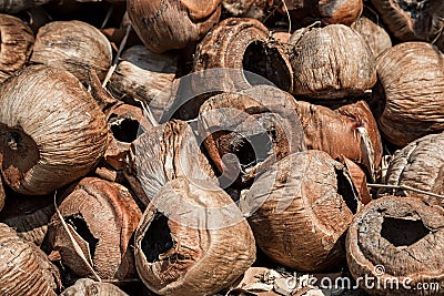 Dump old dry coconuts. Waiting for the queue to burn. Close-up, brown tones. Natural textures. Empty waste coconuts Stock Photo