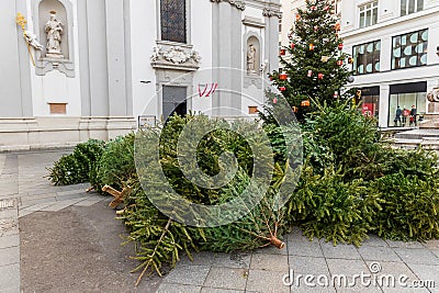 Dump pile stack of many used abandoned fir christmas trees collected for removal or recycling after xmas party end in Stock Photo