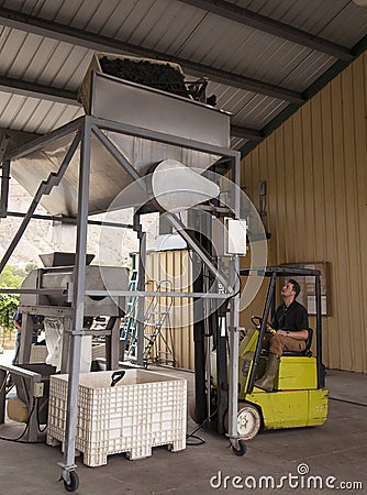 Dumping grapes into Crusher Stock Photo