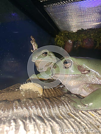 Dumpy tree frogs eating Stock Photo