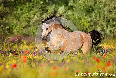 Dun pony run in flowers Stock Photo