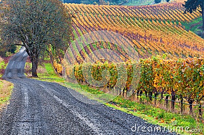 Dundee Hills Vineyards in Oregon Stock Photo