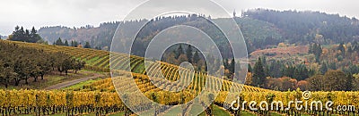 Dundee Oregon Vineyards Scenic Panorama Stock Photo