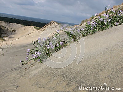 Dune Stock Photo
