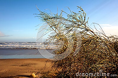 Dune in the beach on winter Stock Photo