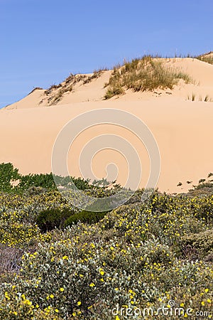 Dune, Flowers and vegetation in the beach in Almograve Stock Photo