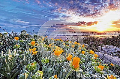 Dune flowers Stock Photo