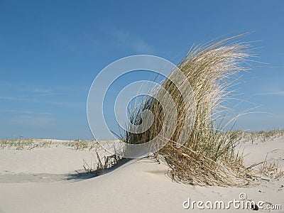 Dune grass Stock Photo