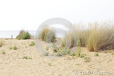 dune sand grass on the beach Stock Photo