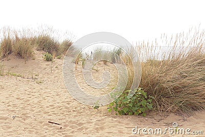 dune sand grass on the beach Stock Photo