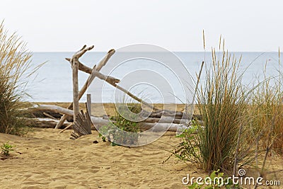 dune sand grass on the beach Stock Photo
