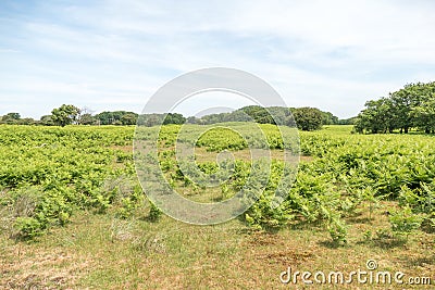 Dunes in the Amsterdamse Waterleidingduinen Stock Photo