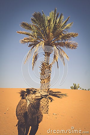 Dunes Erg Chebbi near Merzouga, Morocco -Camels used for tours i Stock Photo