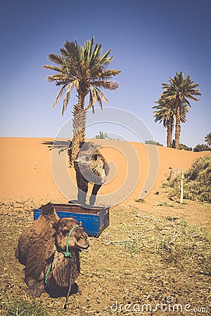 Dunes Erg Chebbi near Merzouga, Morocco -Camels used for tours i Stock Photo