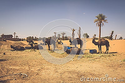 Dunes Erg Chebbi near Merzouga, Morocco -Camels used for tours i Stock Photo