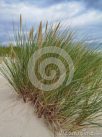 Dunes with marram grass Ammophila arenaria. Stock Photo