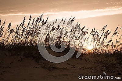 Dunes at Sunset Stock Photo