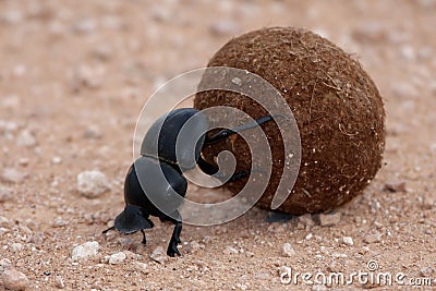 Dung Beetle Stock Photo