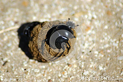 Dung Beetle Stock Photo