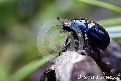 Dung beetle Stock Photo