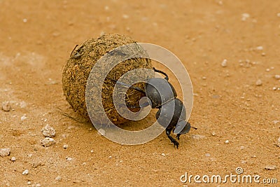 Dung beetle Stock Photo