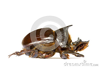 Dung Beetle Stock Photo