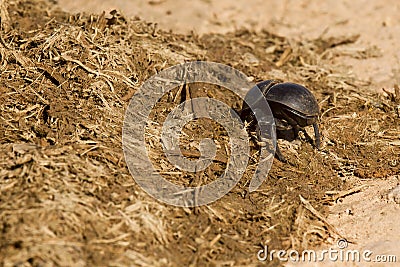 Dung beetle burrowing into some elephant dung Stock Photo