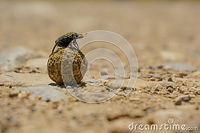 Dung Beetle, Coleoptera Stock Photo