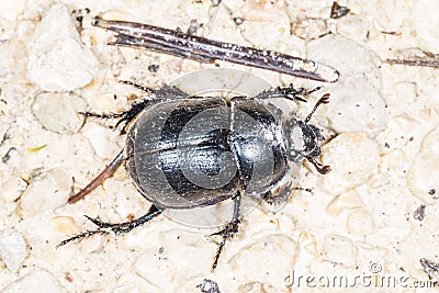 Dung beetle, Geotrupes stercorosus Scr. Stock Photo