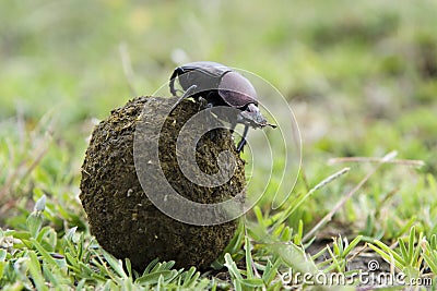 Dung Beetle Stock Photo