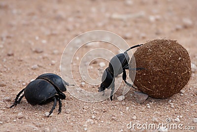 Dung Beetles Stock Photo