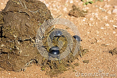 Dung Beetles Stock Photo