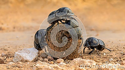 Dung beetles, known as rollers, roll dung into round balls, which are used as a food source or breeding chambers Stock Photo