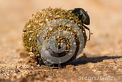 Dung beetles rolling their ball with eggs inside Stock Photo