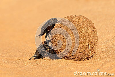 Dung beetles Stock Photo