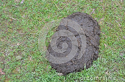 Dung Stock Photo