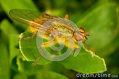 Dung Fly Stock Photo