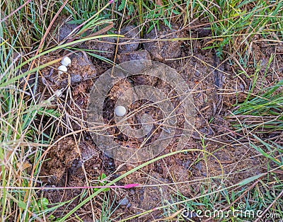 Dung-loving fungi grow in animal poop Stock Photo