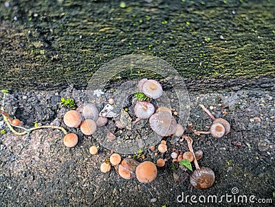 Dung-loving Psilocybe Deconica coprophila growing in a wild environment Stock Photo