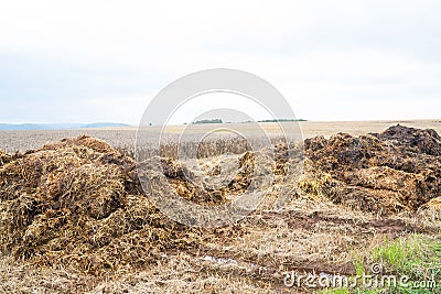 Dunghill besides a wheat field Stock Photo