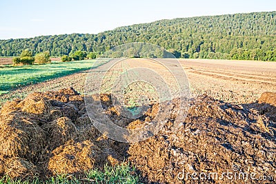 Dunghill besides a wheat field Stock Photo